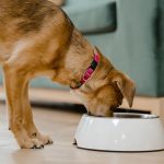 Kaj je sploh zdrava hrana za pse? hrane za pse